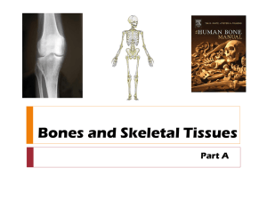 Bone and Skeletal Tissue PowerPoint A