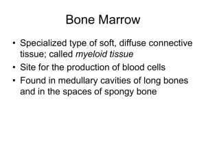 Bone Marrow