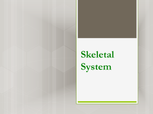 Link to Skeletal Notes