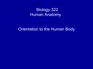Orientation to the Human Body