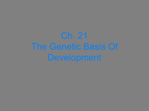PowerPoint Presentation - Ch. 21 The Genetic Basis Of Development
