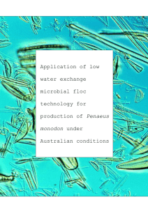 What is Biofloc Technology? - Australian Prawn Farmers Association