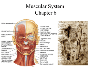 The Muscular System