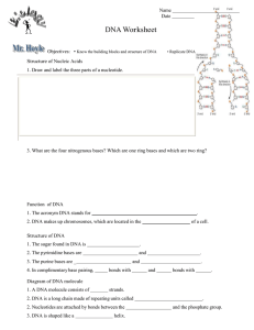 Microsoft Word - DNA worksheet.doc