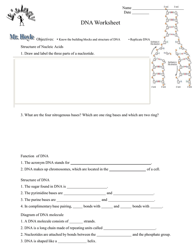 Microsoft Word - DNA worksheet.doc For Dna Base Pairing Worksheet Answers