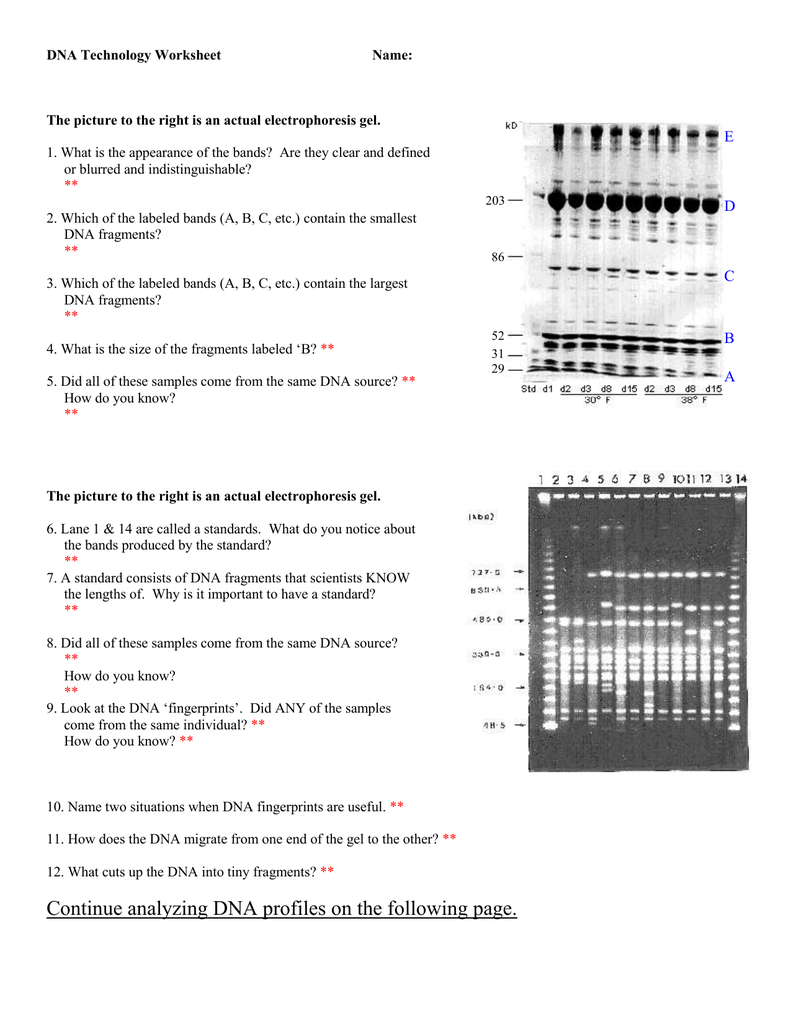 DNA Profiles & Fingerprinting Worksheet With Dna Fingerprinting Worksheet Answers