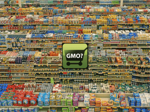 Dangers of GM Foods?