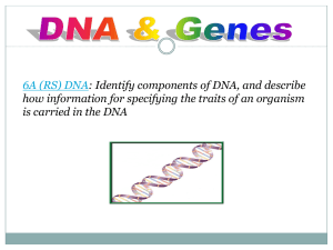 DNA – Worksheet