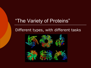 The Variety of Proteins