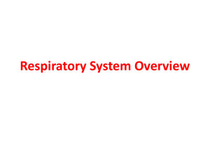 Respiratory System Overview Nasal Cavity