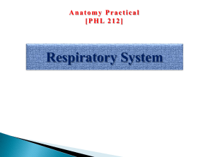 Lab-5 Respiratory System