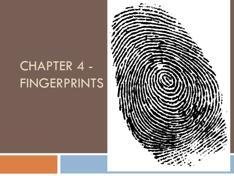 plain whorl fingerprint