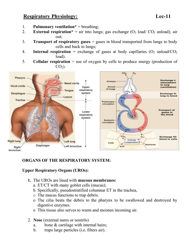 excursion respiratory definition