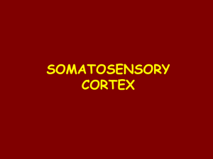 somatosensory area i