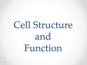 File cell structure and function
