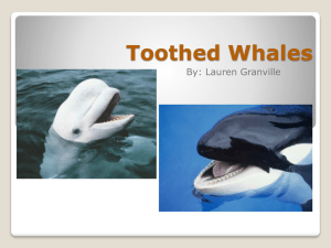 Granville_ToothedWhales
