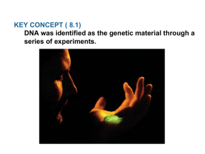 DNA replication copies the genetic information of a cell.