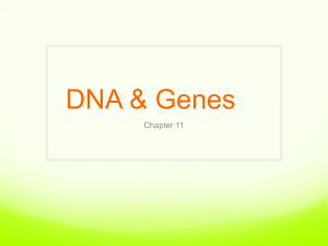 DNA & Genes - Lamar County School District