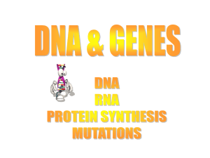 RNA: Nucleotide - My Teacher Pages