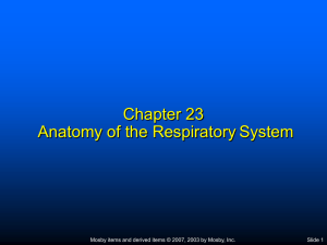Ch. 23 Anatomy of the Respiratory System Notes