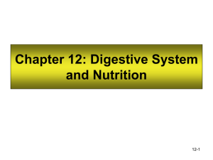 Chapter 12: Digestive System and Nutrition