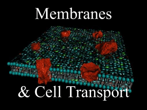 03a_plasma membrane
