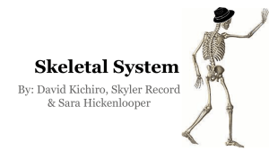 Skeletal System - skyler record high school portfolio