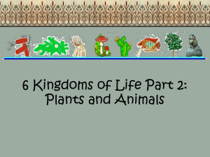 6 Kingdoms of Life Part 2: Plants and Animals
