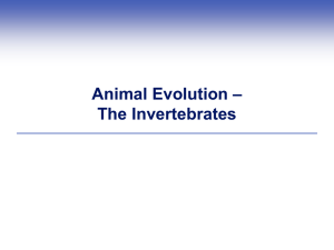 Animal Evolution