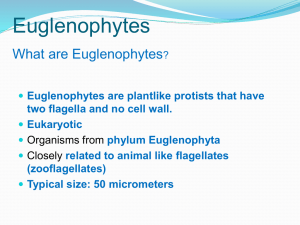 Euglenophytes