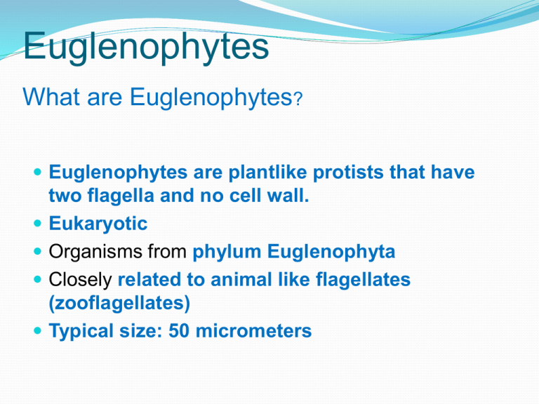 Habitat euglenophyta