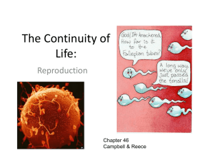 The Continuity of Life: