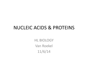 nucleic acids & proteins - IB BiologyMr. Van Roekel Salem High