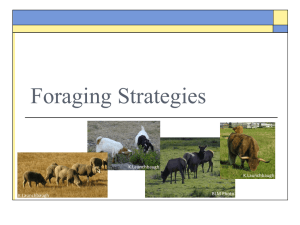 Foraging Strategies