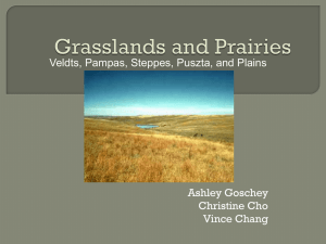 Grasslands Ashley Christine Vince