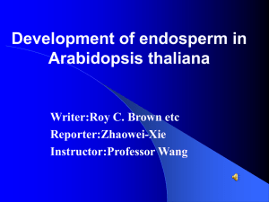 Development of endosperm in Arabidopsis thaliana