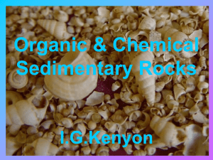 Organic sedimentary rocks