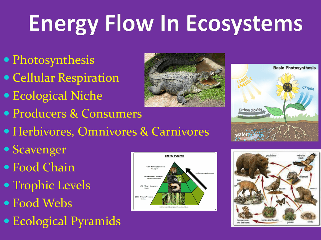 assignment on energy flow in ecosystem