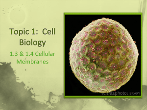 Topic 2: Cells