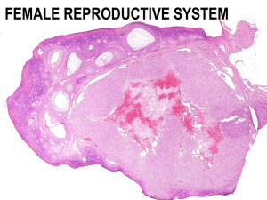 female reproductive