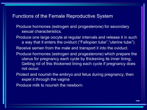Female Anatomy & Physiology