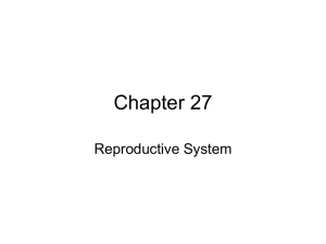 Chapter 27 Reproductive