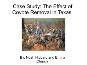 Coyote Removal