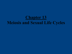 PowerPoint Presentation - Chapter 13 Meiosis and Sexual Life Cycles