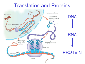 12-3 RNA and Protein Synthesis