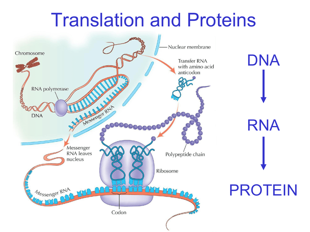 ppt protein synthesis dna transcription into mrna and mrna translation into...