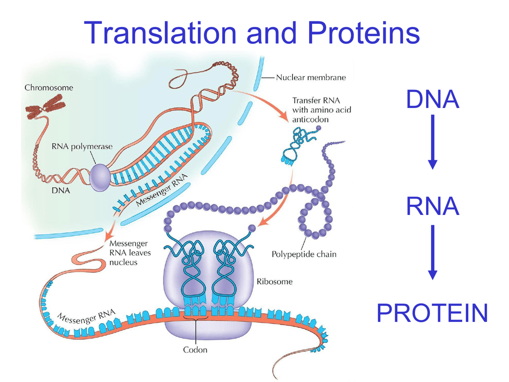 12 3 RNA And Protein Synthesis