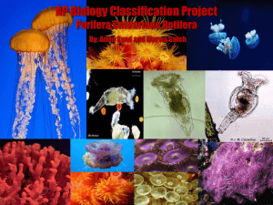 AP Biology Classification Project Porifera,Cnidarians,Rotifera