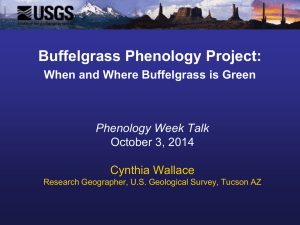 Buffelgrass phenology and satellite imagery