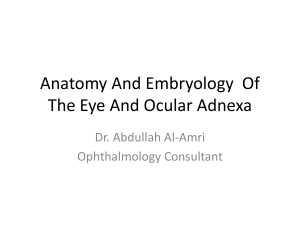 Embryology And Anatomy Of The Eye And Ocular Adnexa